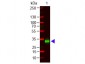 F(ab')2  Anti-Human IgG F(c) Pre-Adsorbed Secondary Antibody
